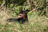 PINSCHER NAIN 098